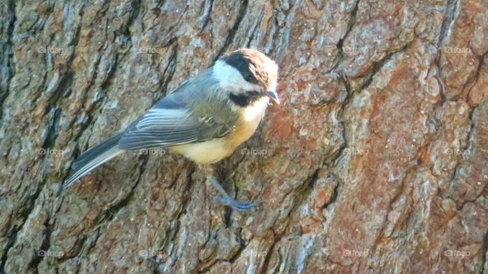 Chickadee on side of tree