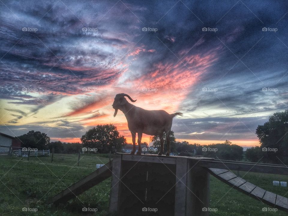 Goat standing guard of his house at sunset