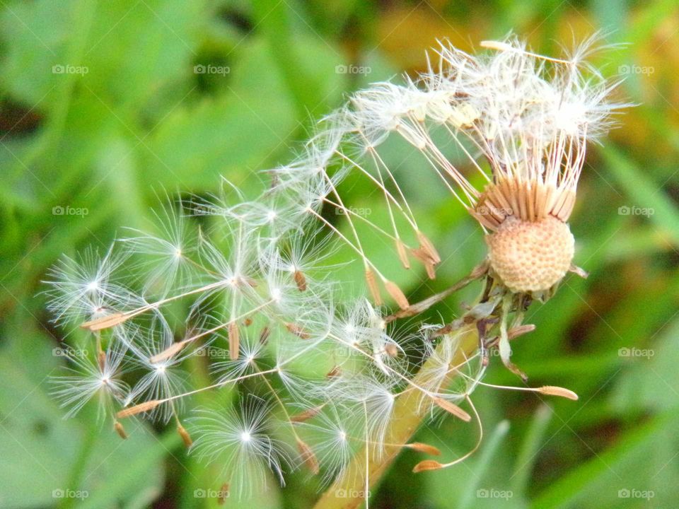 verblühter Löwenzahn im November
