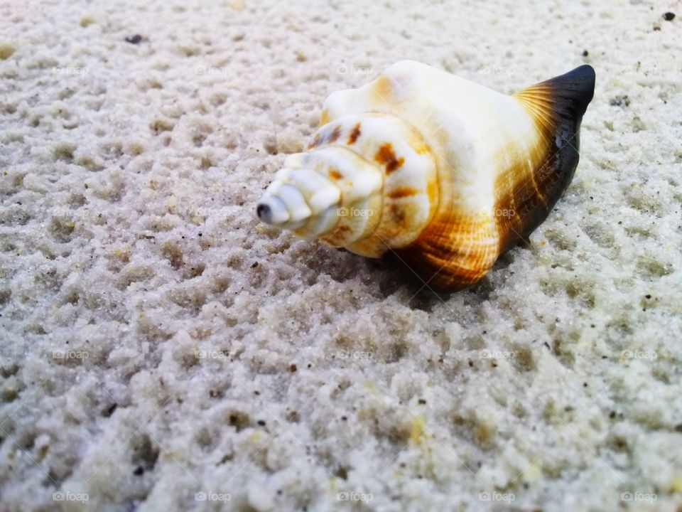 Snail on sand beach