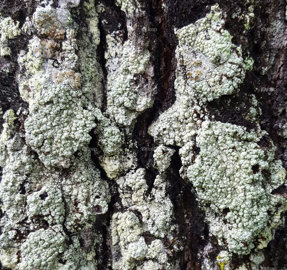 tree bark