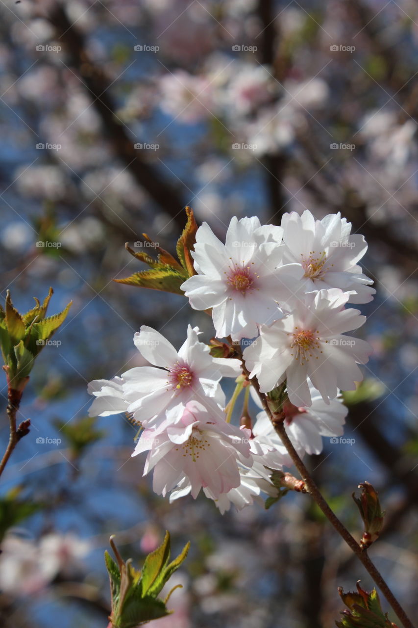 Pink/white cherry blossoms in April against blue sky 