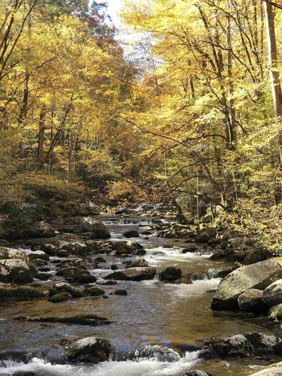 Mountain stream with fall leaves