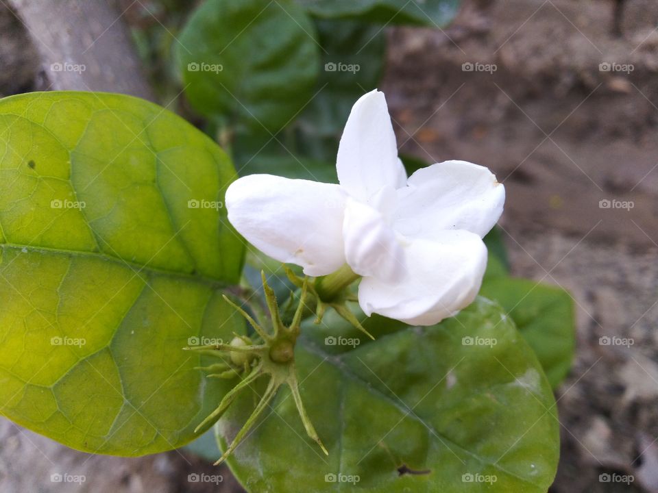 A group of white Jasmine flower spreads his smell in to the environment