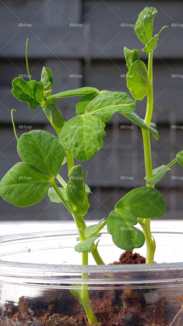 little green plant in kitchen garden growing