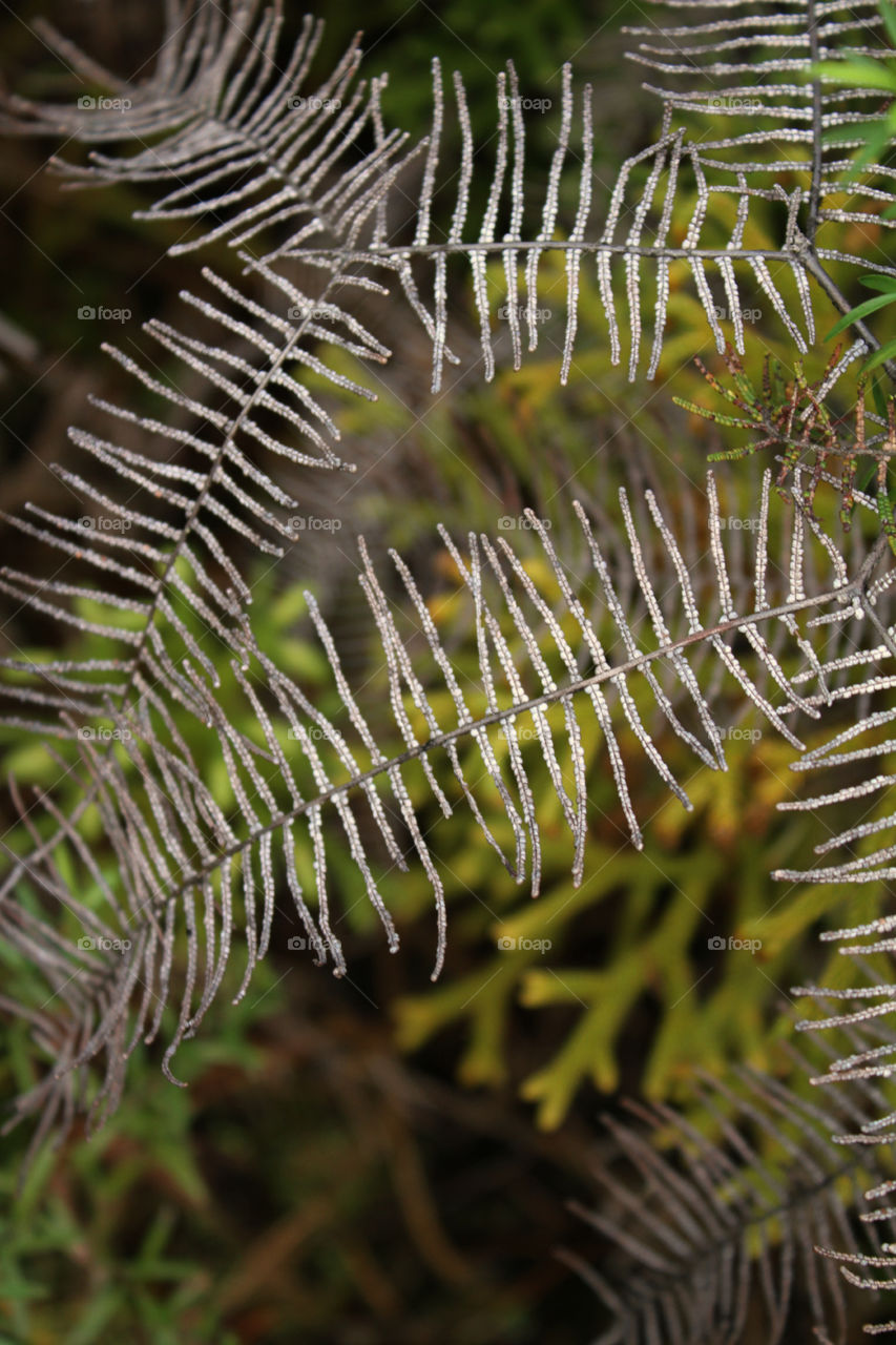 Native Fern