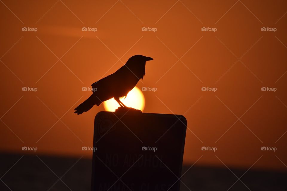 Sunset perch