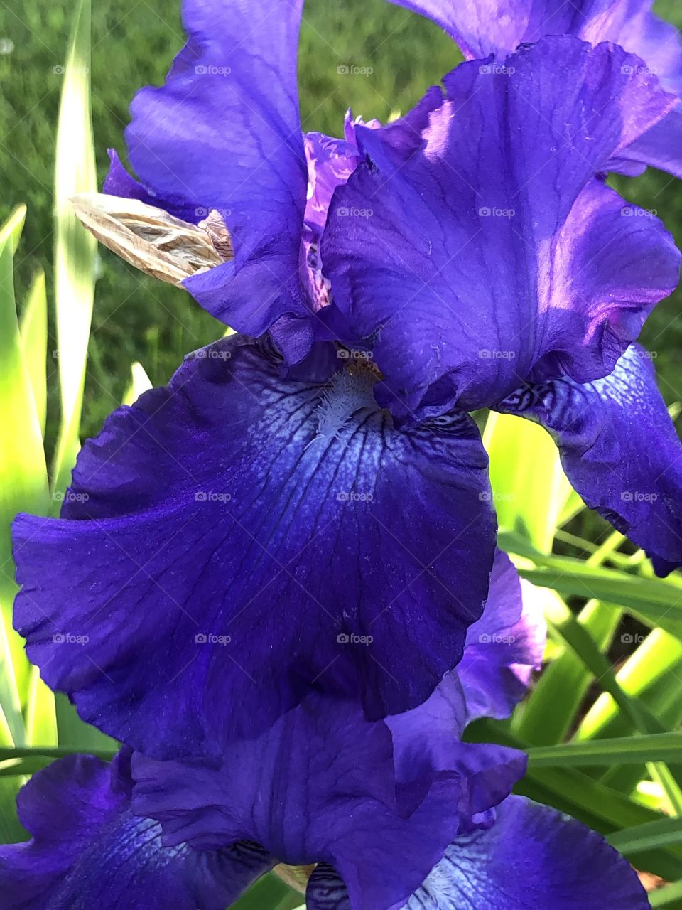 A deep purple Iris flower with sunlight streaming through its sheer petals, with green leaves and grass in the background. 