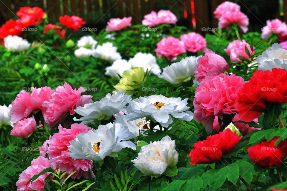 Beautiful flowers in bloom