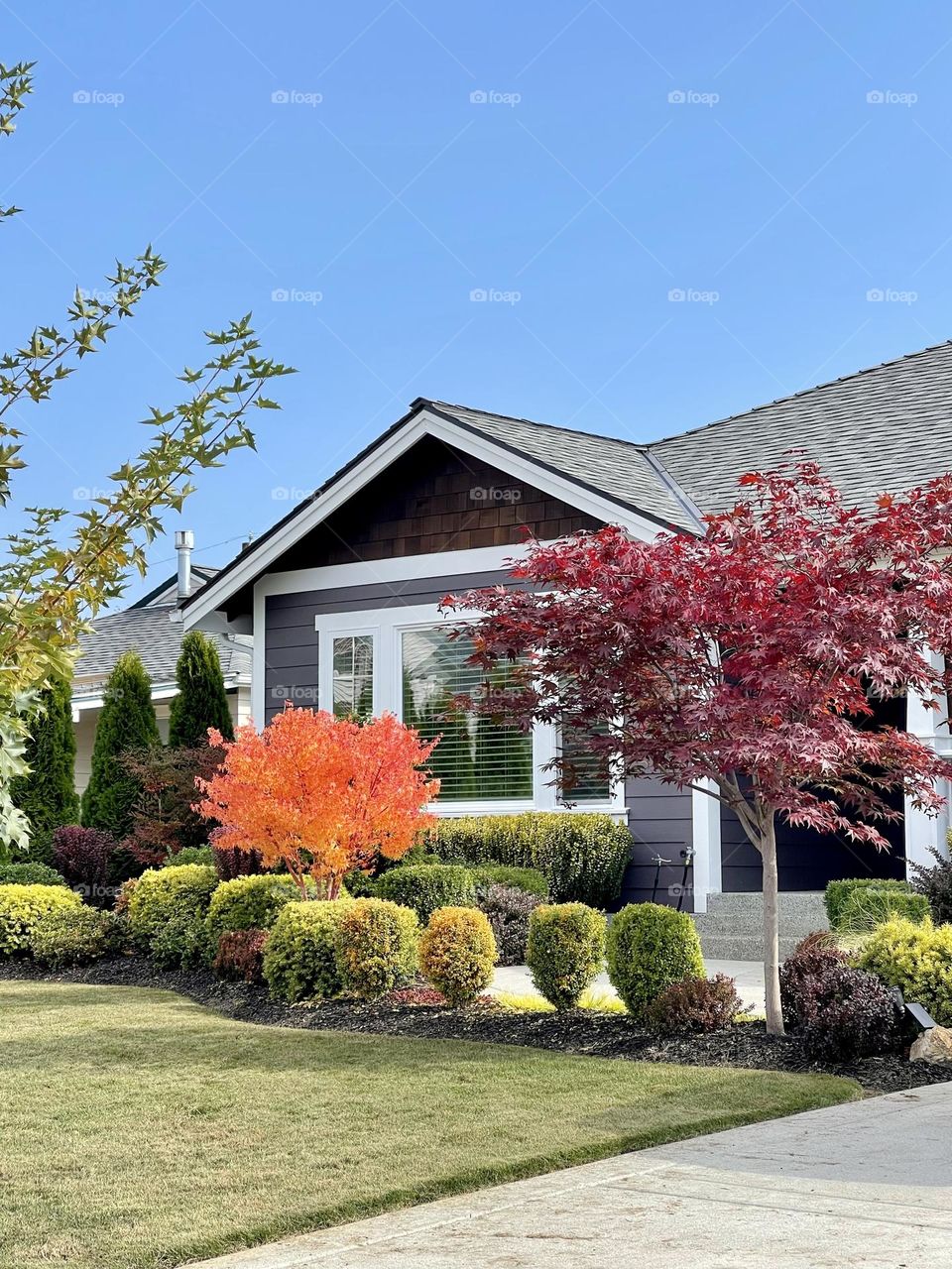 Bright autumn trees infant of the house 