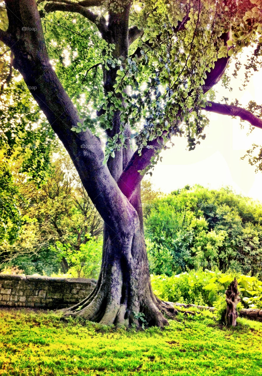 Old church yard tree