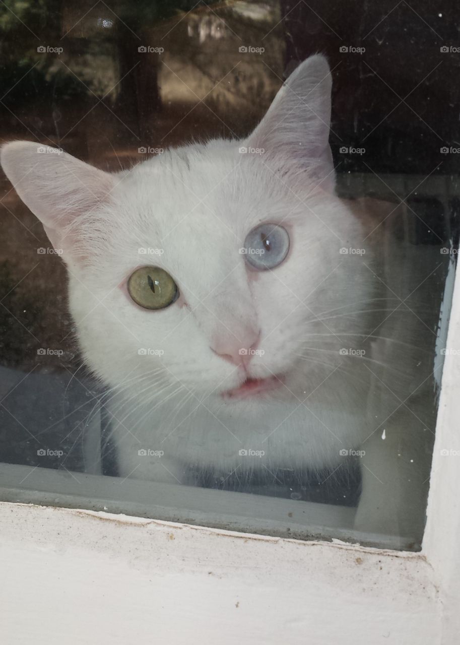 white cat through window, odd-colored eyes