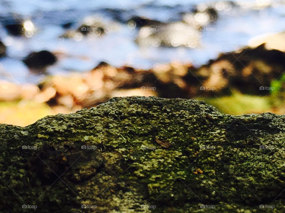 Close up mossy rock