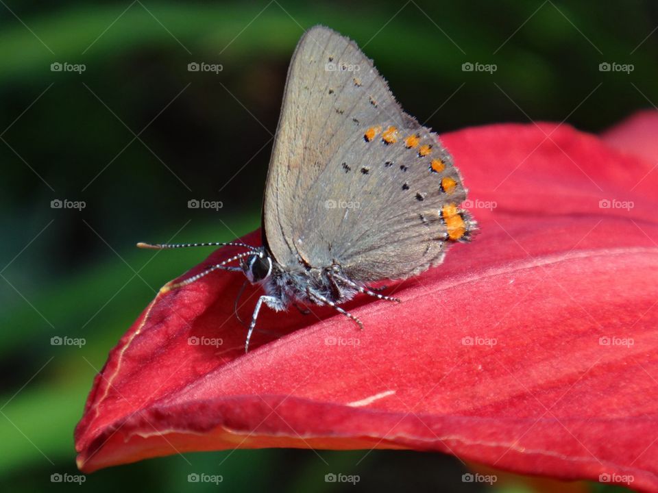 Butterfly on flower