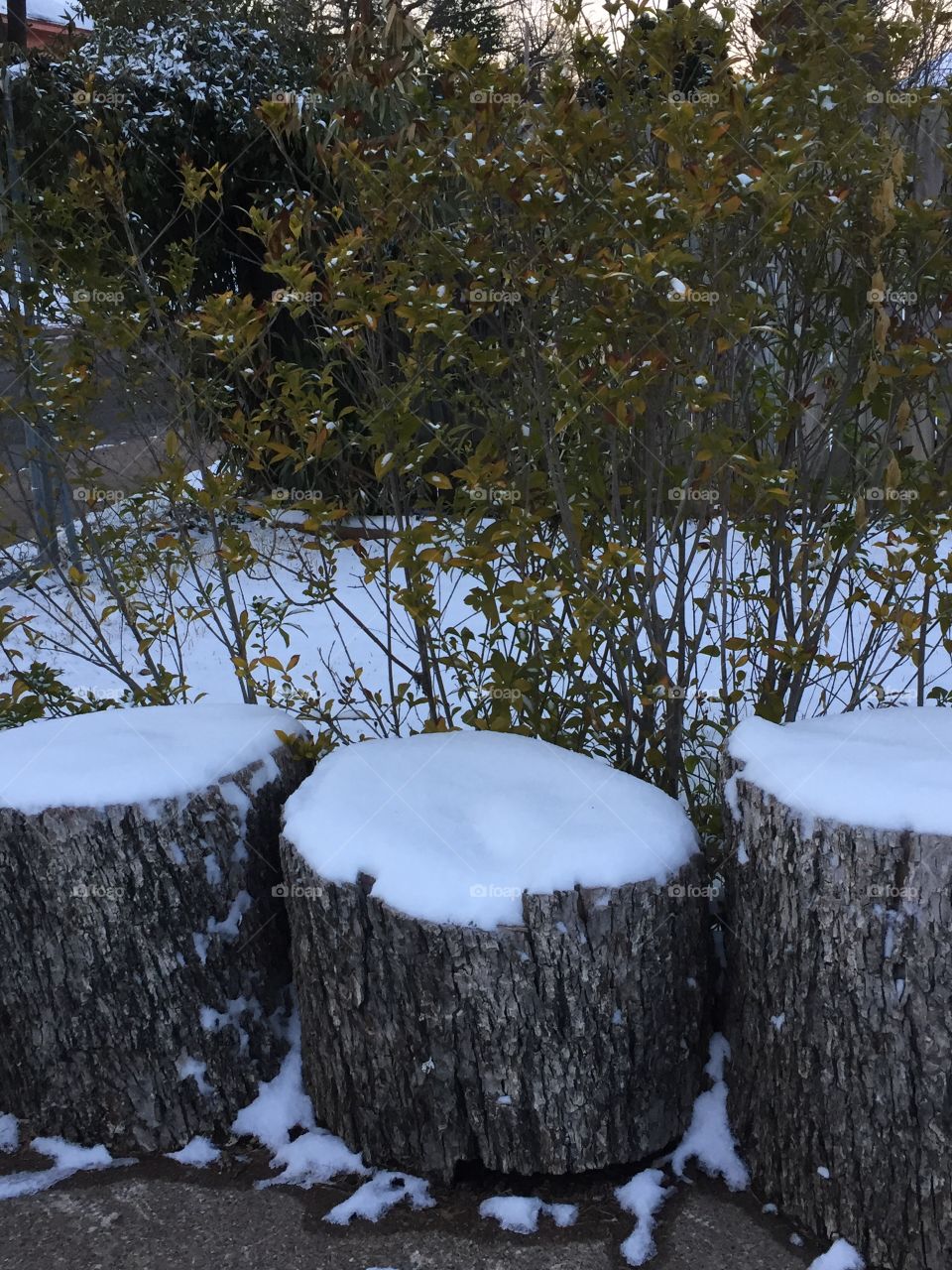 Tree trunks with snow on them