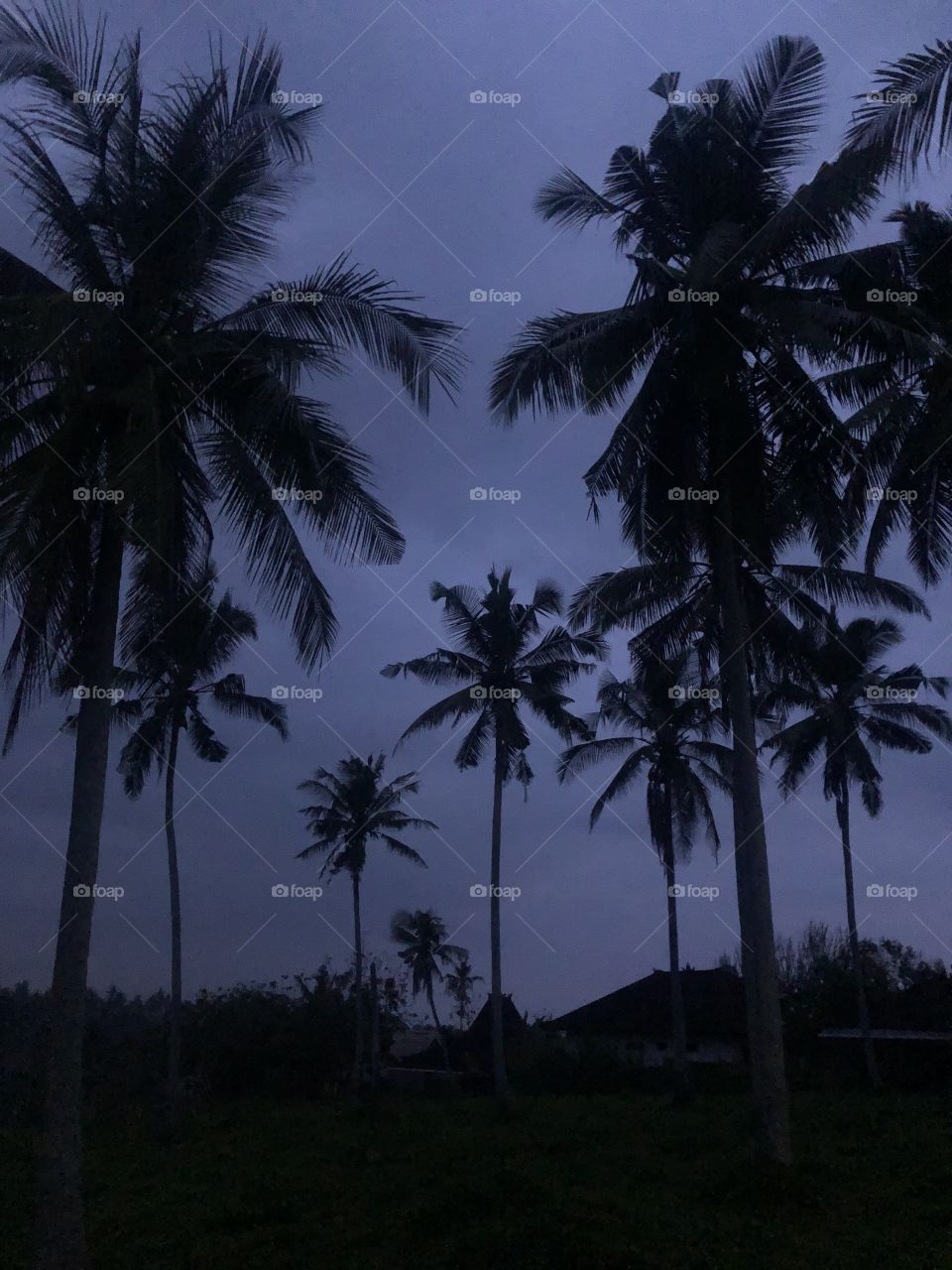 Dark sky’s and palm trees