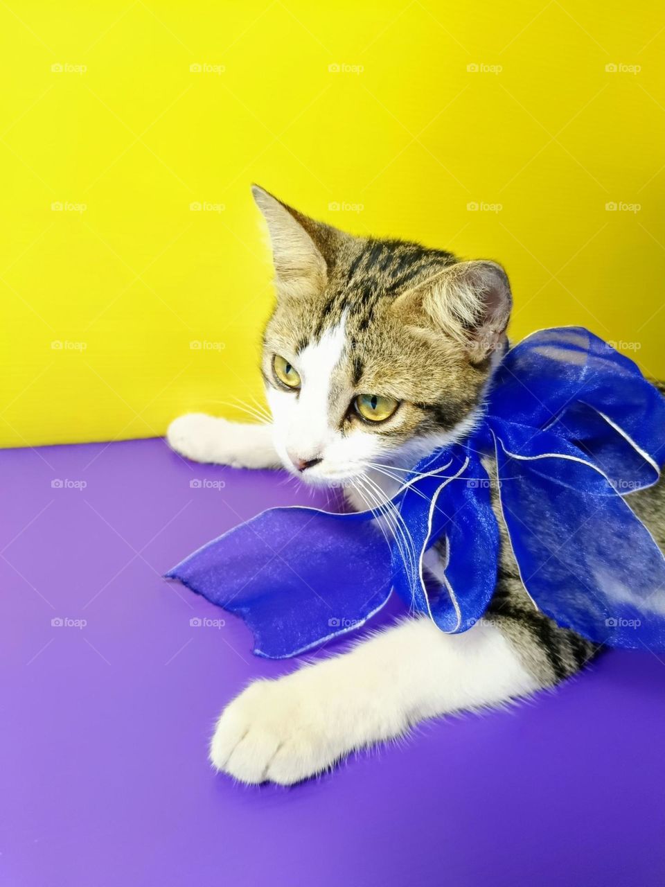 A beautiful cat with blue ribbon on purple and yellow background.