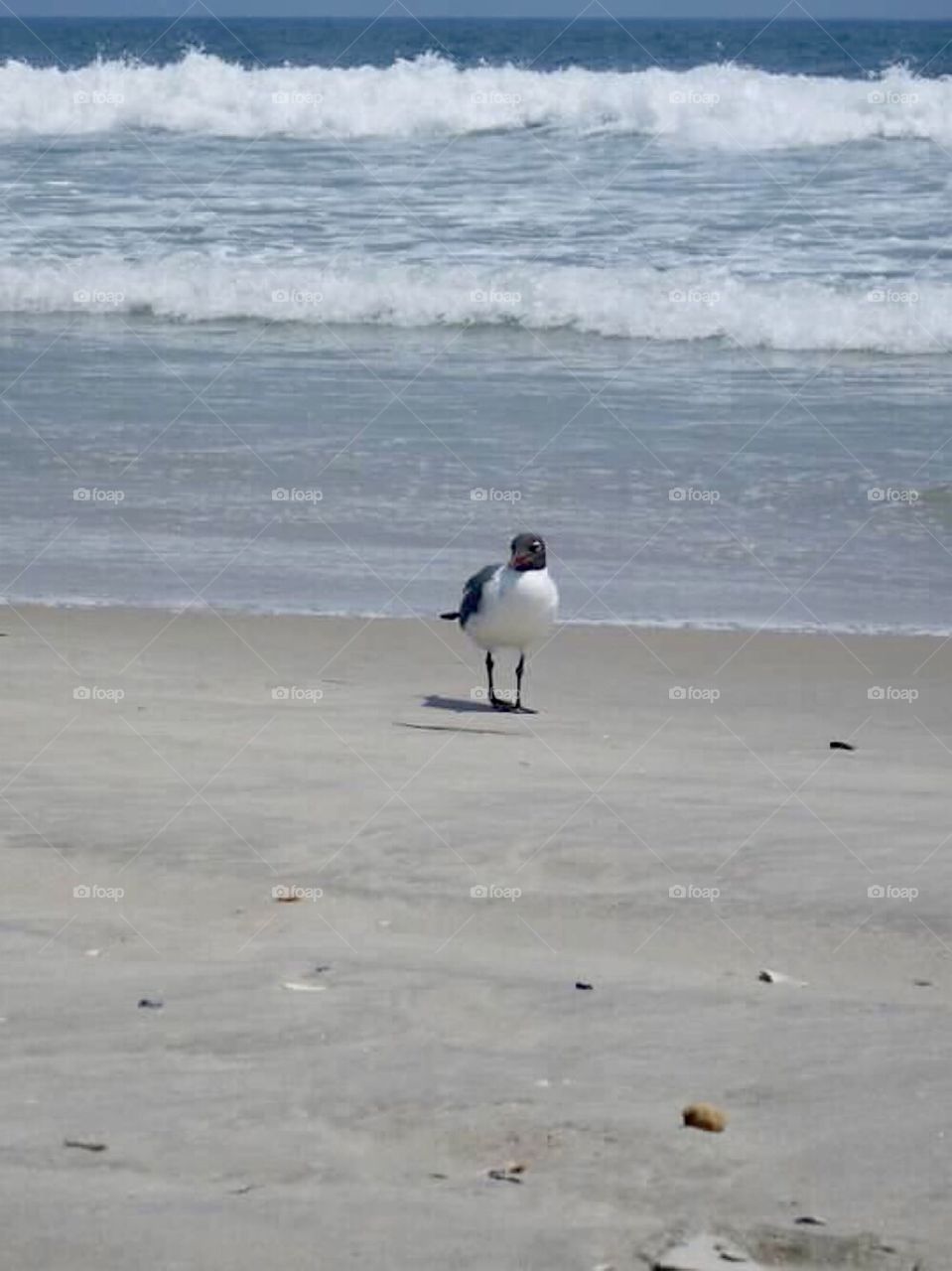 Line Seagull on the beach 