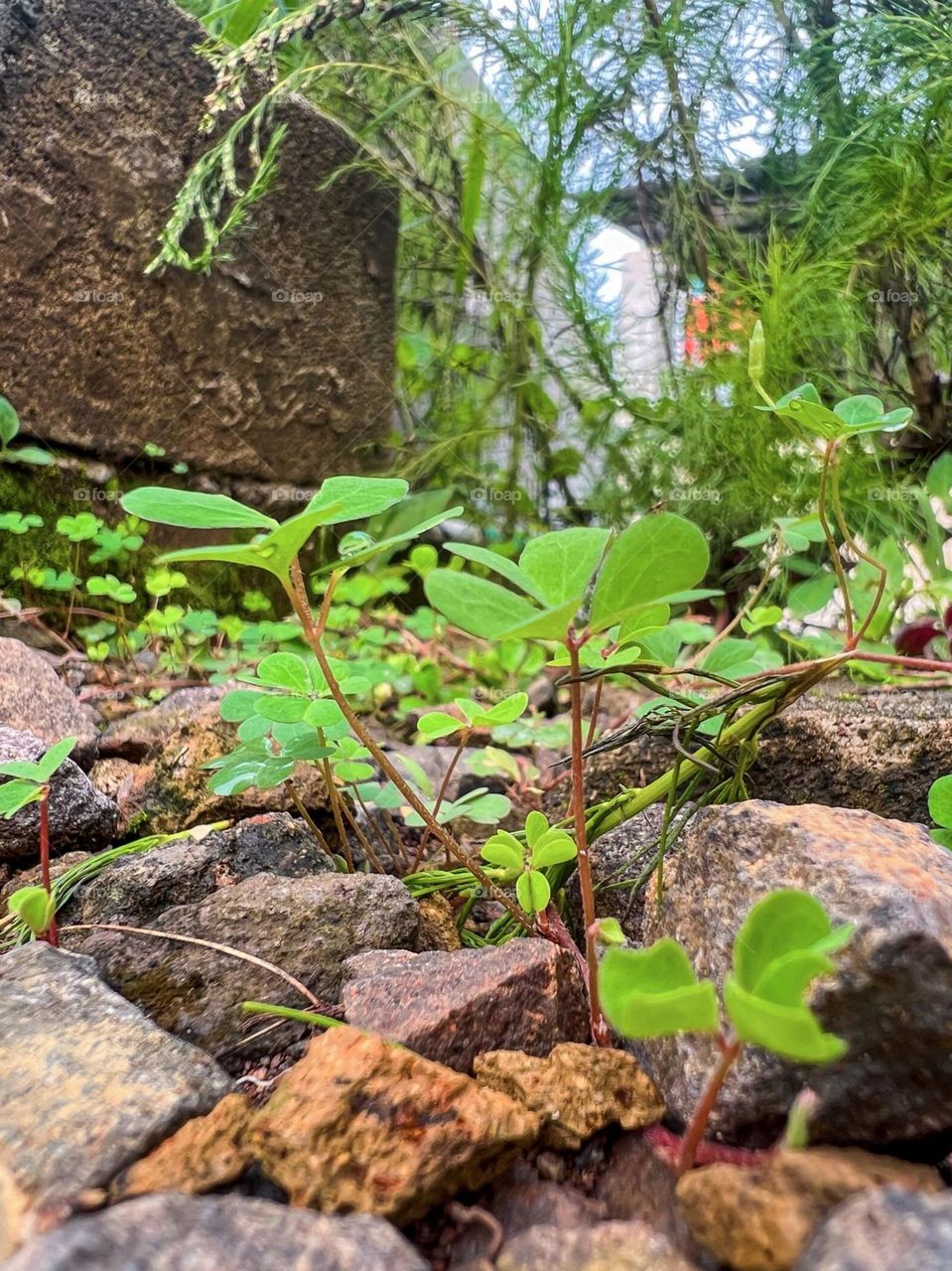 Portrait of small green plants growing among stones near a concrete wall