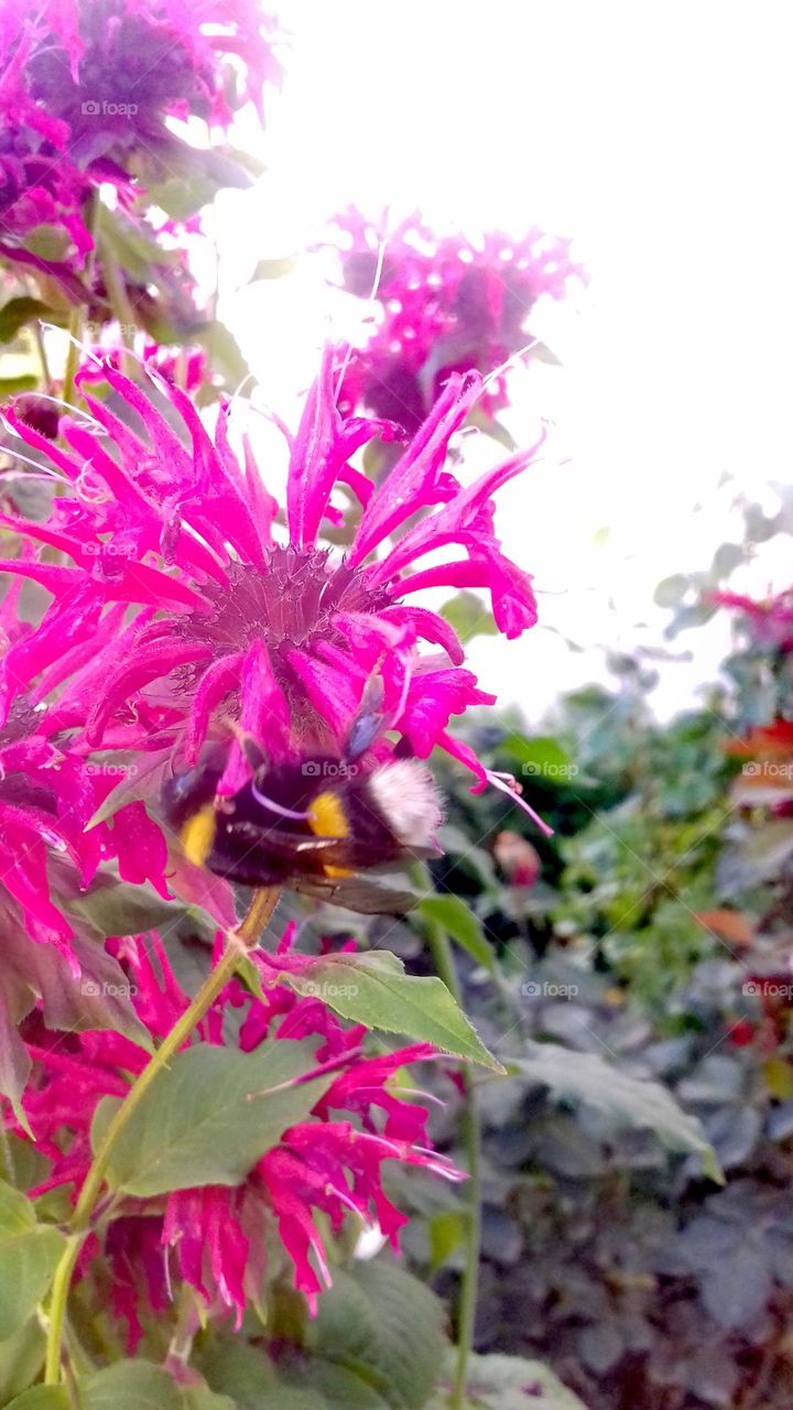 Bumblebee and flower