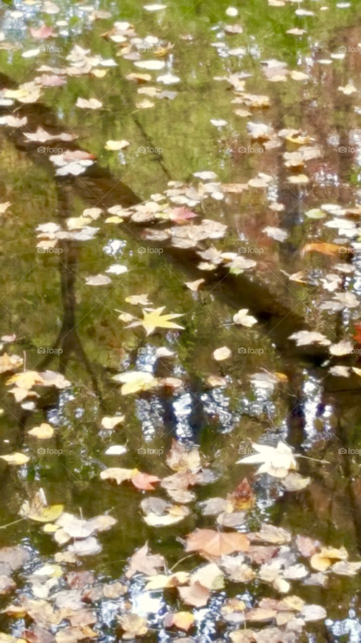 Lovely fall leaves on the water