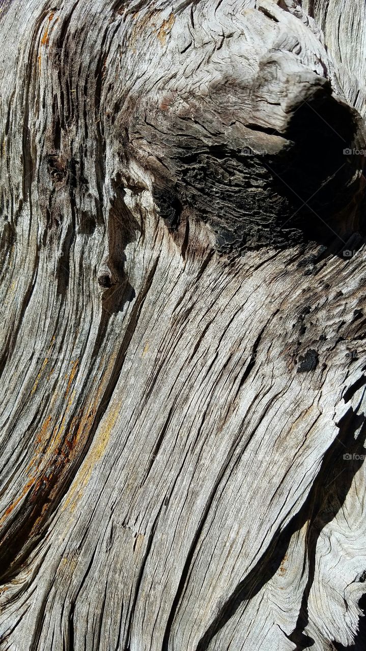 driftwood.  imagine a face