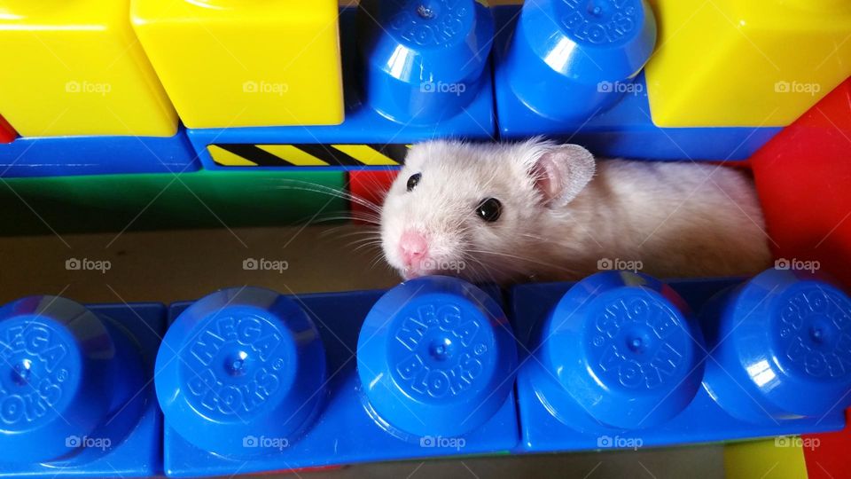 Syrian hamster in a maze