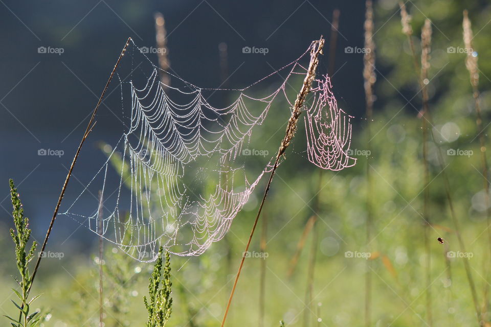 A tangled web