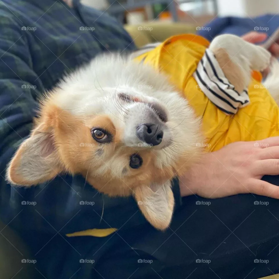 dog