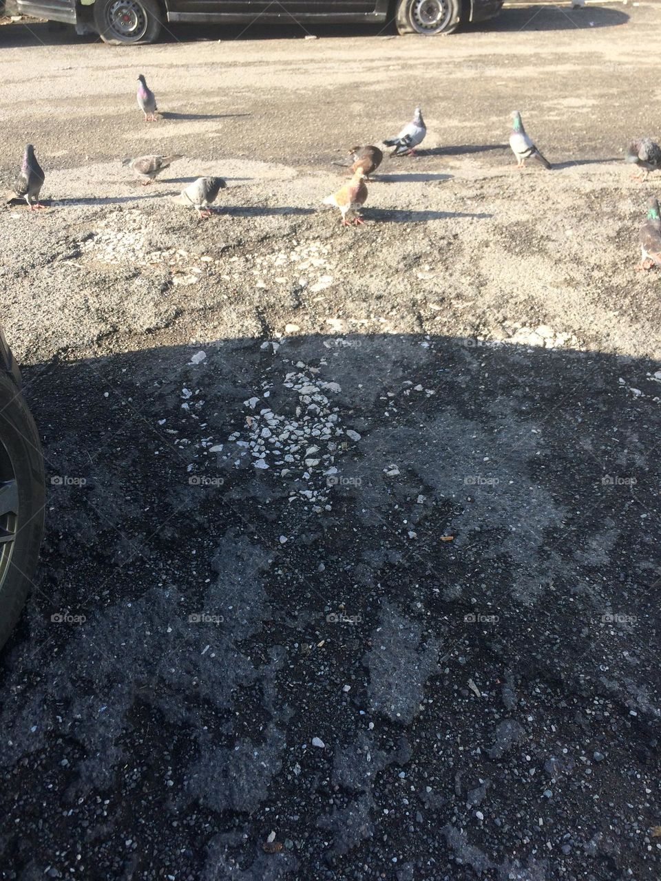 Pigeons On The Road