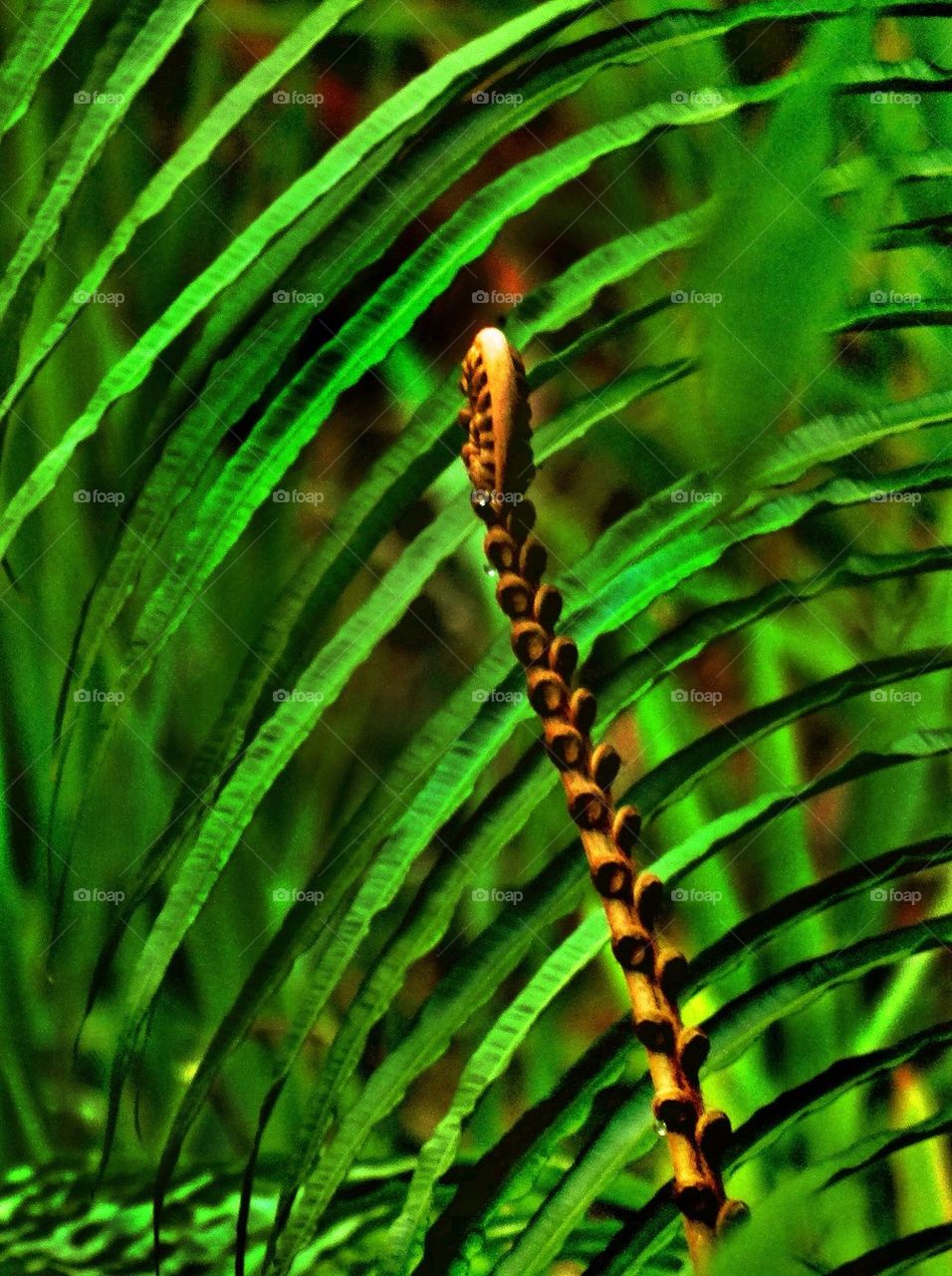 A fern's bud