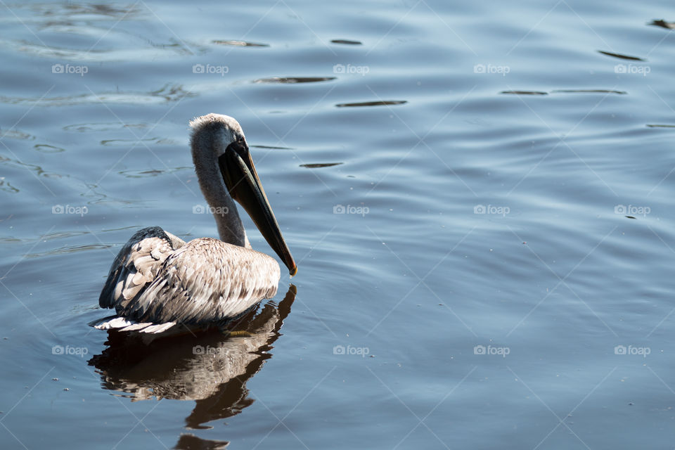 Bird, Water, Wildlife, Lake, Nature