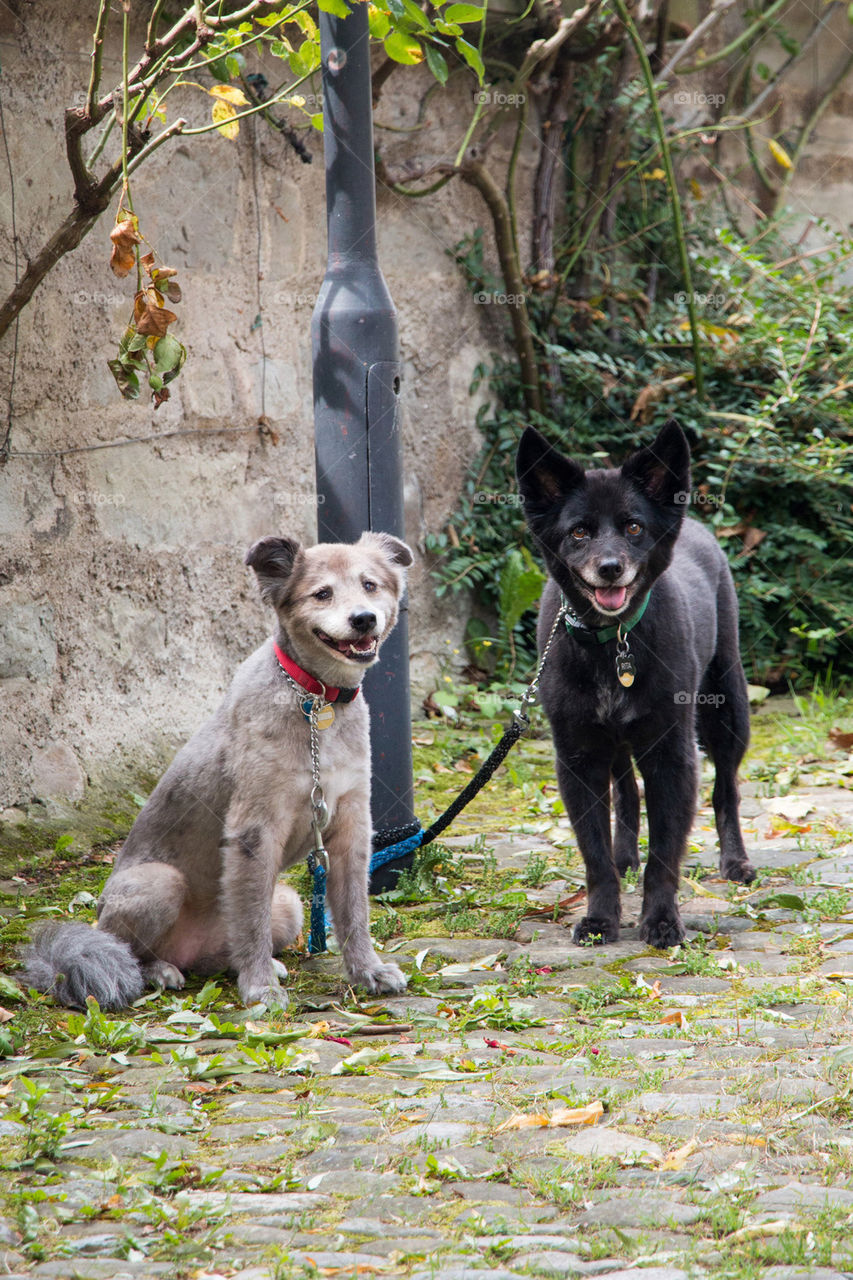 Patient dogs 