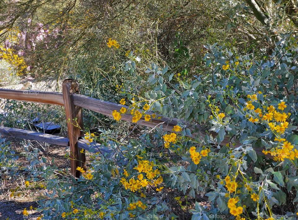 Spring Flowers Overtaking a Wooden Fence