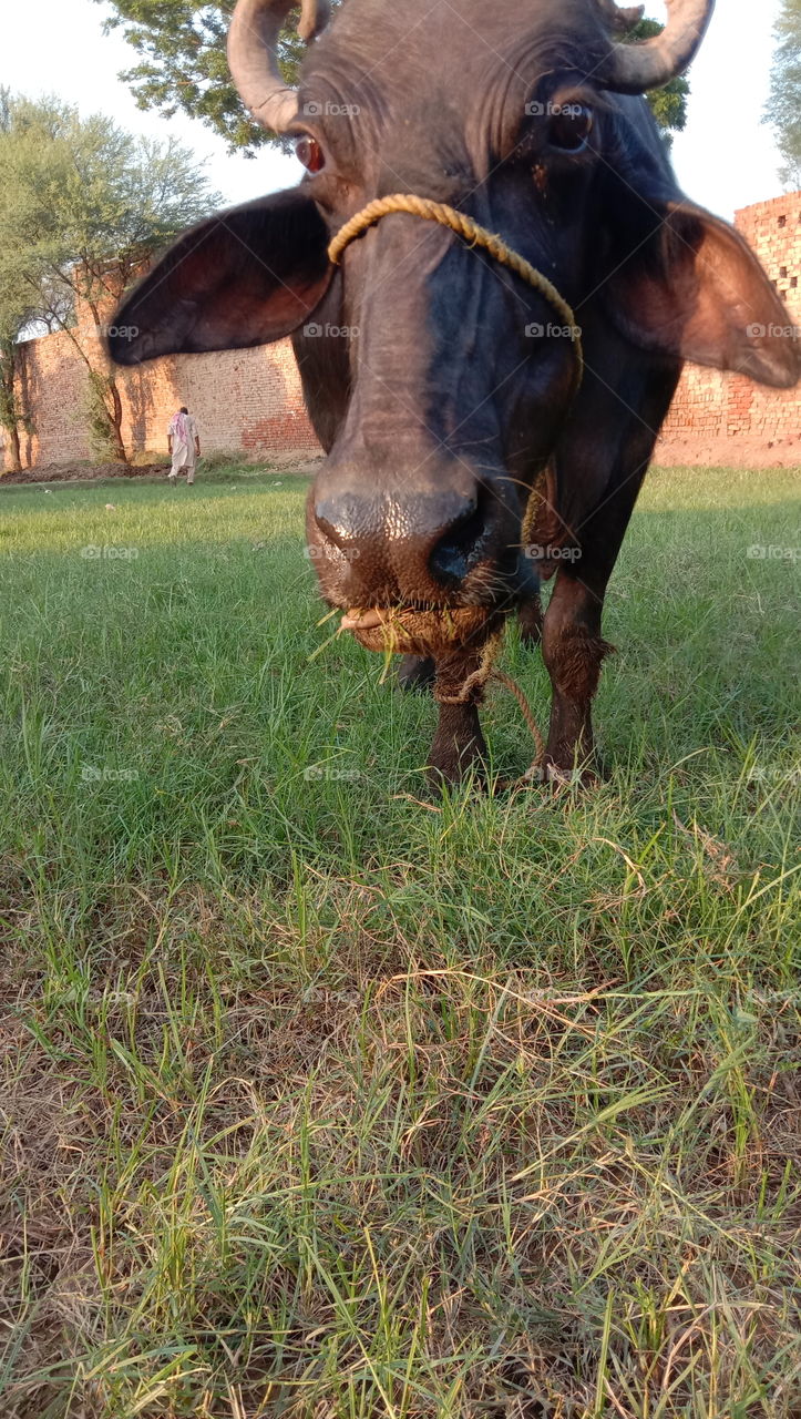 eating grass