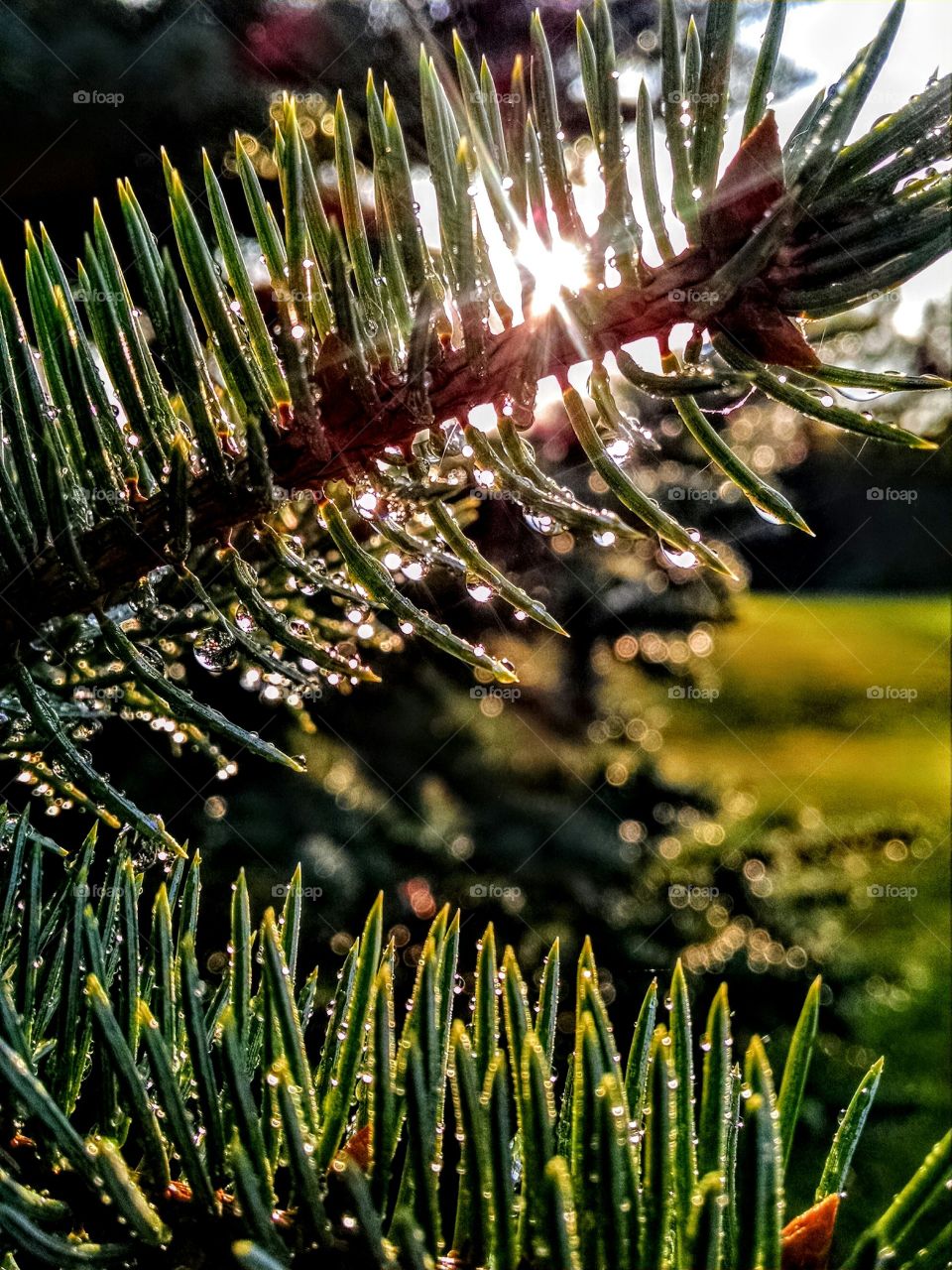 Tree, Needle, Pine, Christmas, Winter