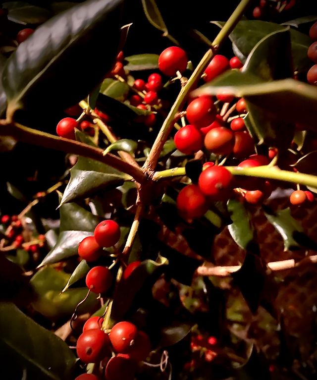 Berry Bush 