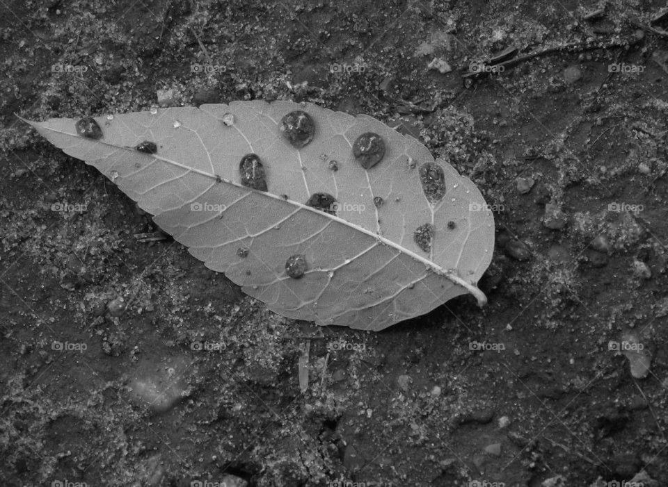 Dirt filled raindrops on a leaf 