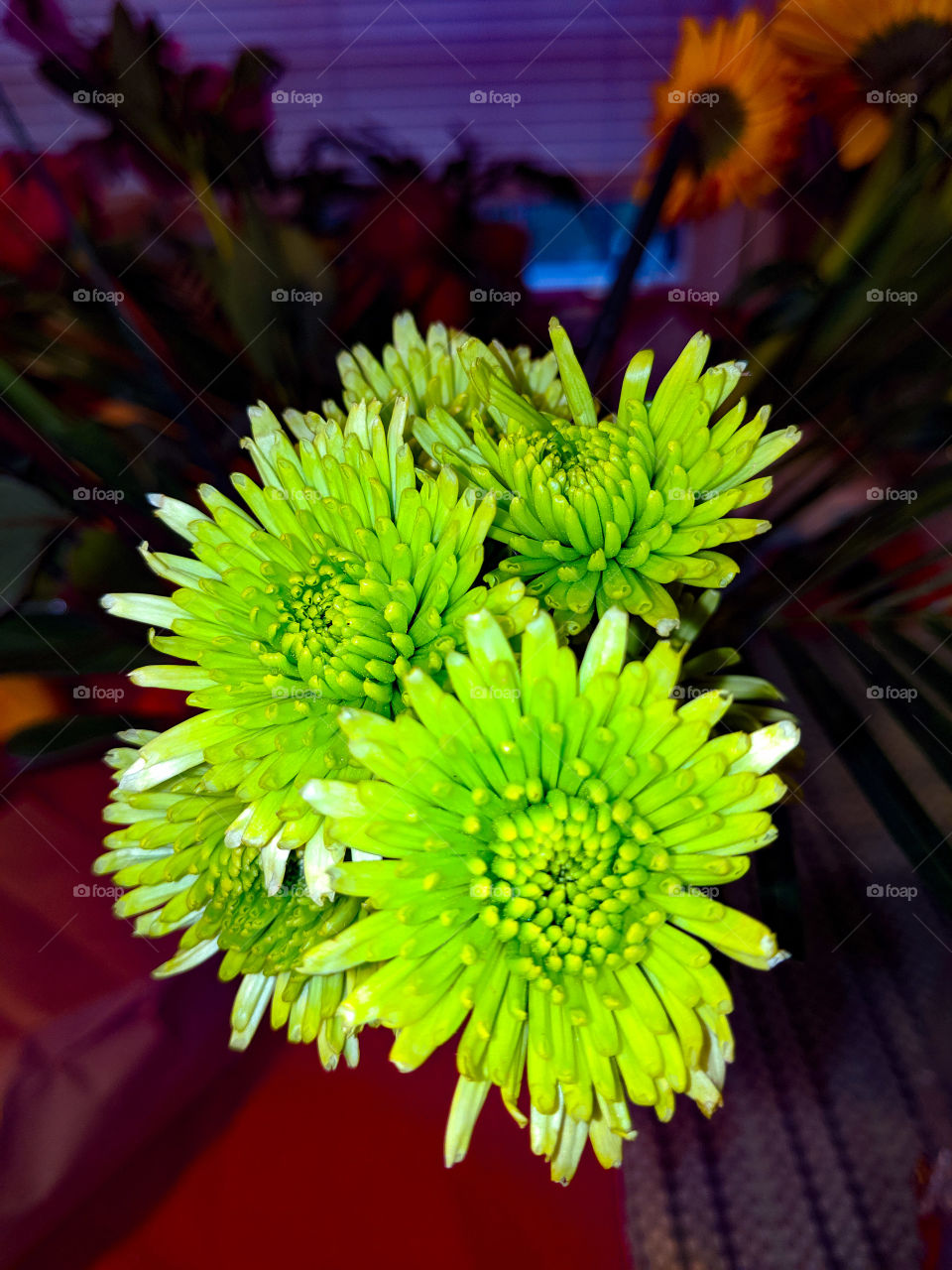 green flowers #flowers #green #indoors #💐