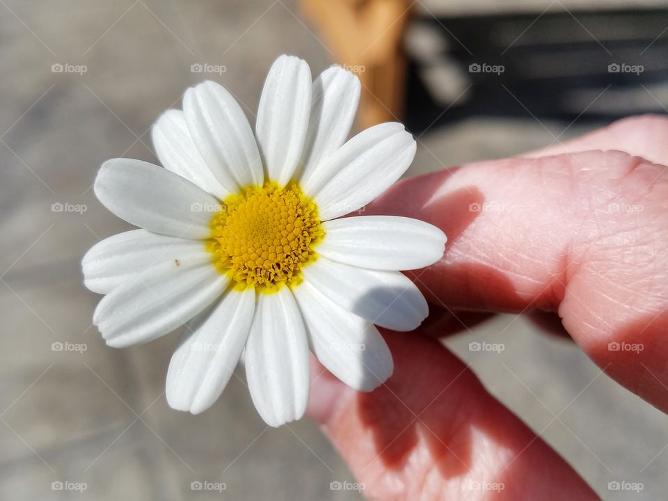 daisy flower