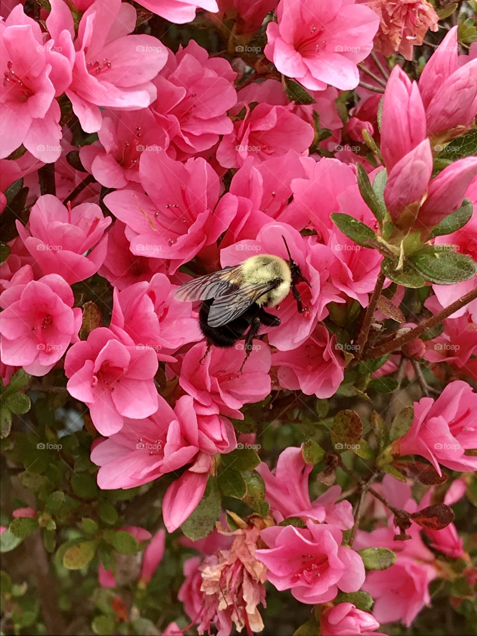 A close up of a blooming Azalea and a Bumblebee.  It’s Spring!