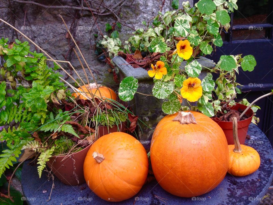 Orange pumpkin near the potted plant