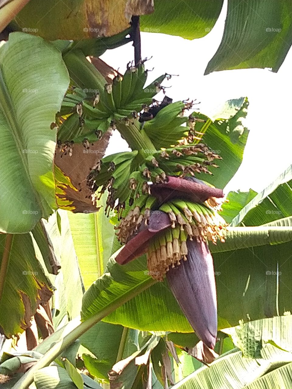 plantain tree