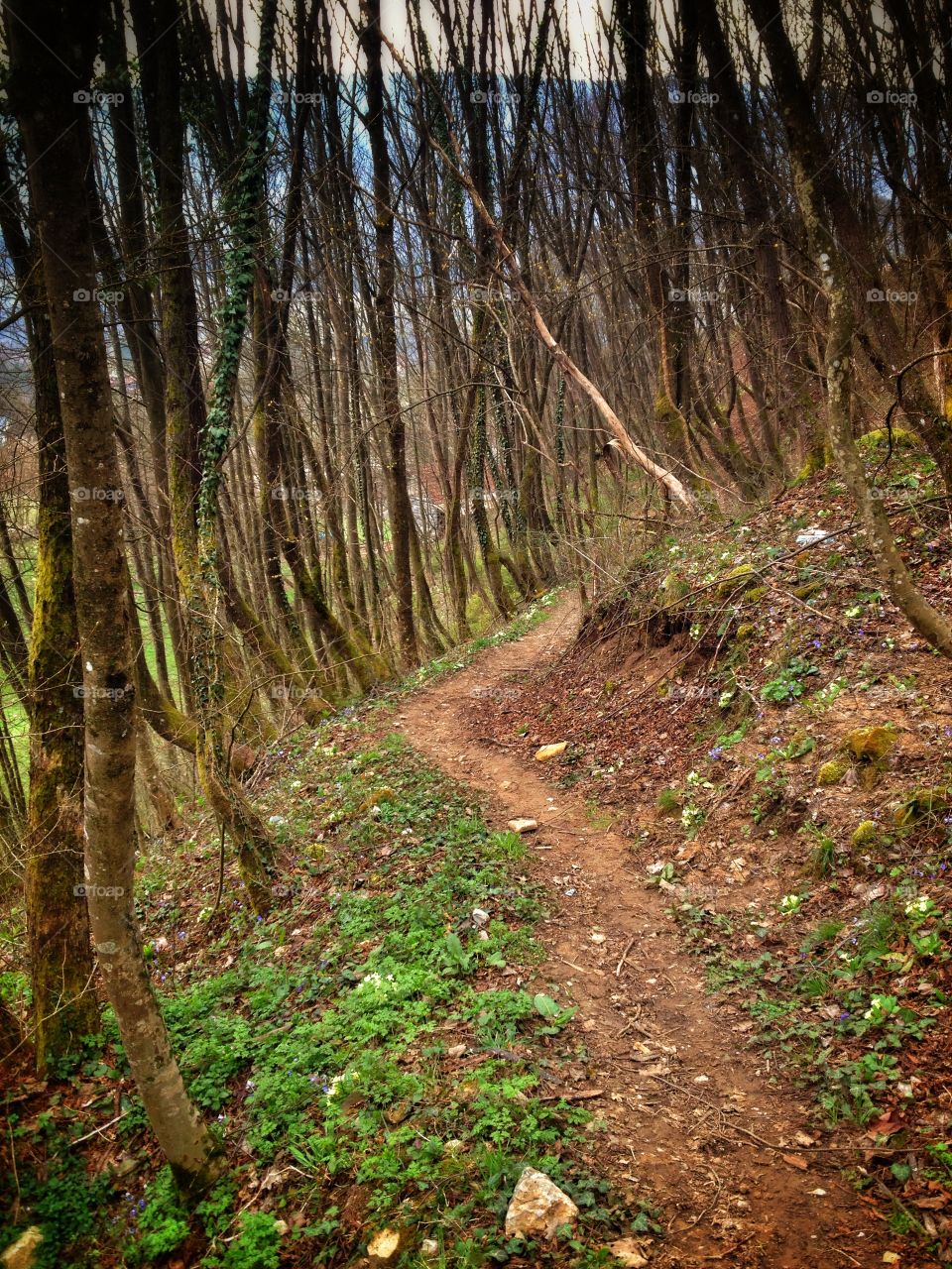 forest path