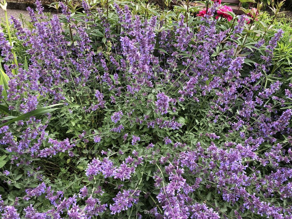A great burst of purple color from these delightful flowers.