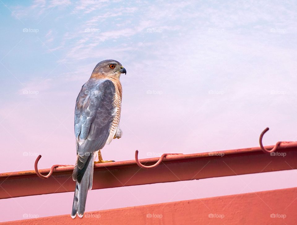 Bird photography - Shikra - Dusky