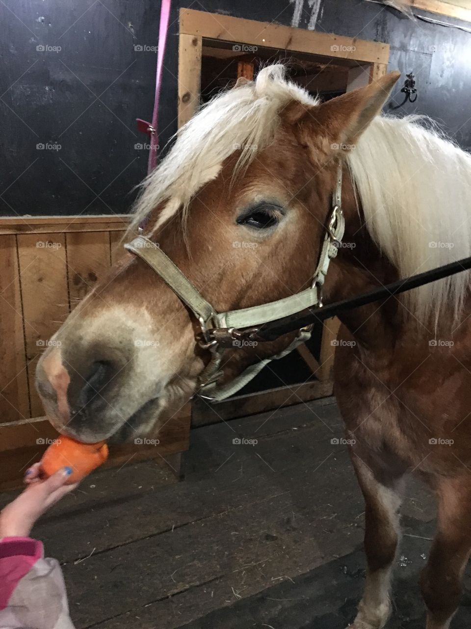 Horse eating a carrot