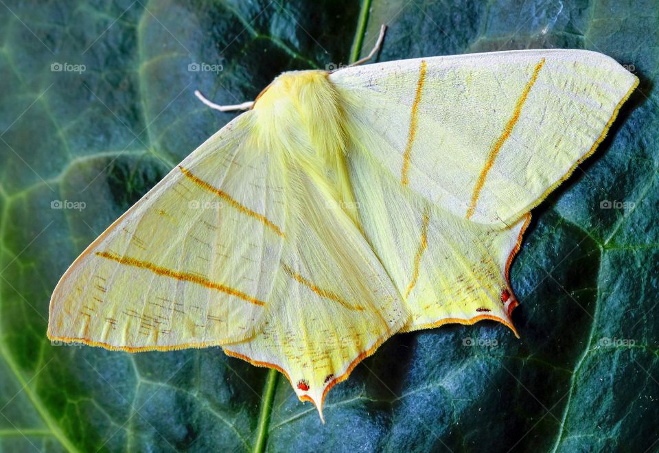 Beautiful blur bright butterfly