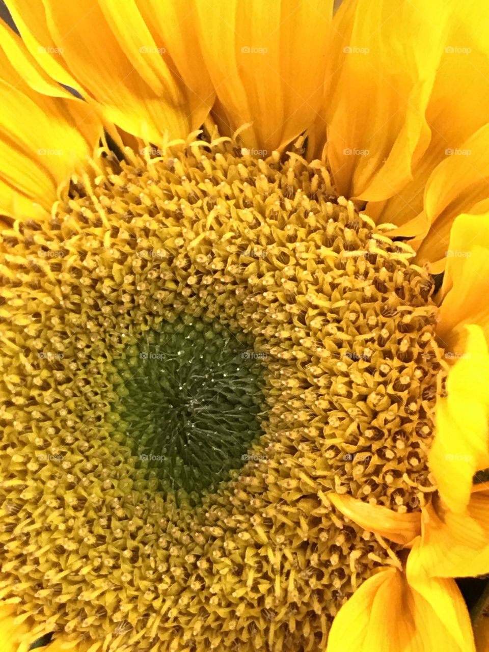 Happy sunflower closeup 