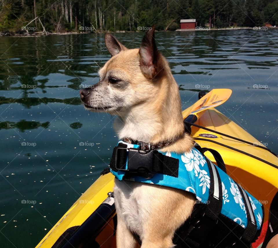 Kayaking with my dog Lexi